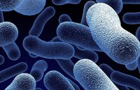 bacteria-macro-featured-image1