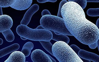 bacteria-macro-featured-image1