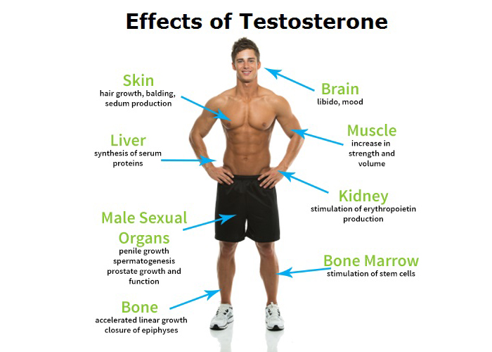 Testosterone Deficiency In Men The Public Health Impact Low 